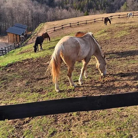 Tarmonija Bajina Basta